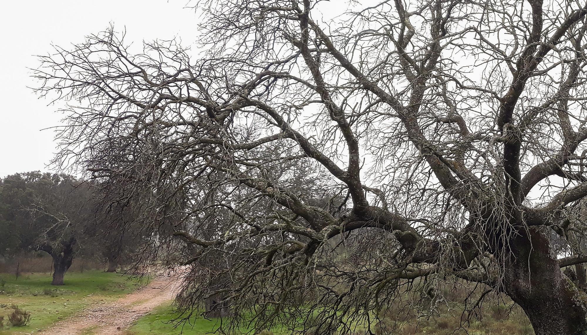 Encina afectada la seca